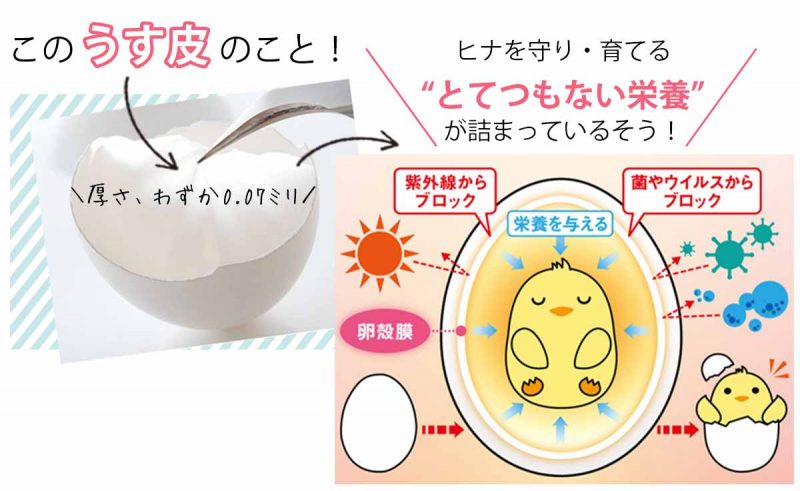 チェルラーブリリオ 卵殻膜とは